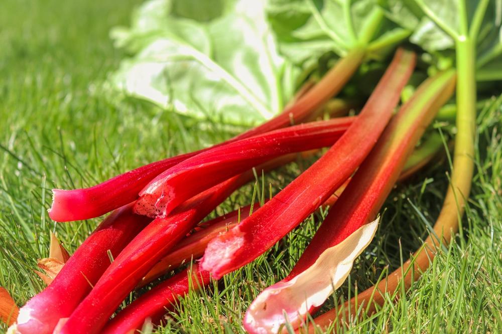 rhubarb preparations